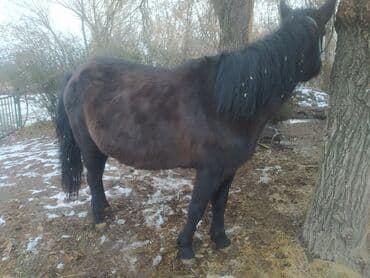 купить породистую собаку: Продаю | Кобыла (самка) | Кара Жорго | Рабочий — 1