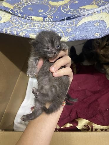 котята на продажу: Котята от домашней кошки - Порода: домашняя короткошёрстная (окрас у — 5