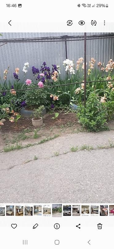 цветок антуриум: Продаю хосту, ирисы, геоцинты голубые, белые, фиолетовые, нарциссы — 10