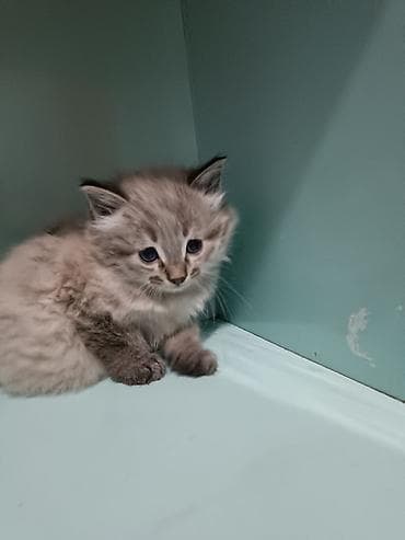 где можно взять кошку: Отдам котят,в добрые руки — 3