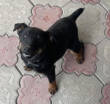 Ветеринар кызматы: Ягдтерьер, 5 айлык, Ургаачы, Эмделген — 2