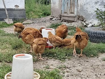 Животные: Продаю | Куры | Несушки — 2