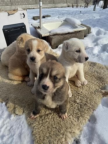 белинский афчарка: Алабай
Дата рождения: 21.12.2025 — 6