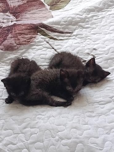 Кошки: 2 месяца, Девочка — 1