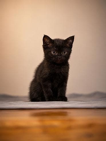 🐾 Британские котята готовы к переезду! 🏡 Предлагаются очаровательные