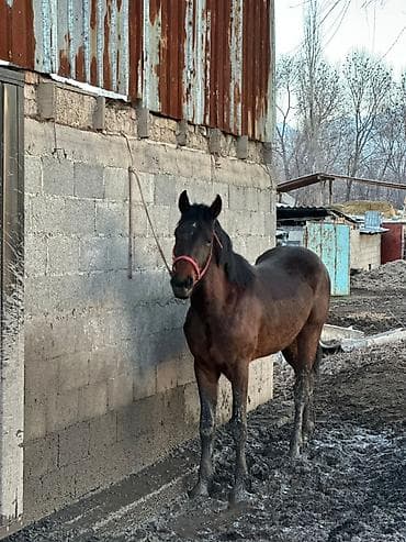 рабочие лошади: Продаю | Жеребец | Рабочий — 9