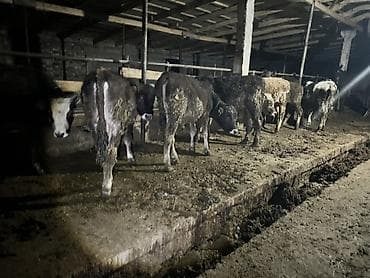 товары для животных: Продаю | Бык (самец) | Полукровка | На откорм | Привязанные — 5