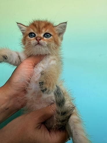 девон рекс котята: Скотиш Фолд (Шотландская вислоухая), 1 месяц, Мальчик, Золотая шиншилла, Приучена к лотку — 8