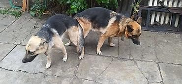 бельгийская овчарка щенок: ЩЕНОК немецкой овчарки остался красавчик 1 мальчик скоро два — 4