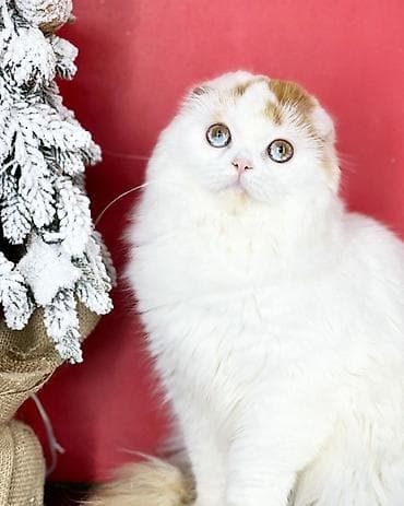 кошка мышык: Шотландская вислоухая кошка (Scottish Fold), длинношерстная. Окрас — 2