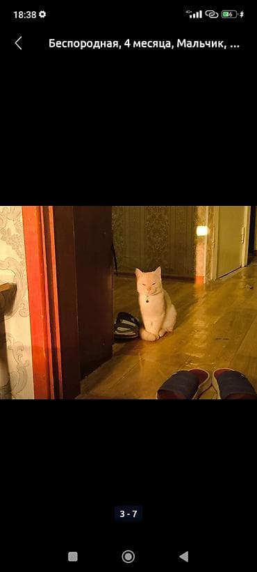 кдц корм: 4 месяца, Мальчик, Приучена к лотку — 5