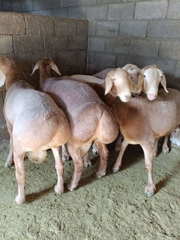 домик для кошки на улицу: Продаю кочкориков линия есть все вопросы по телефону — 1