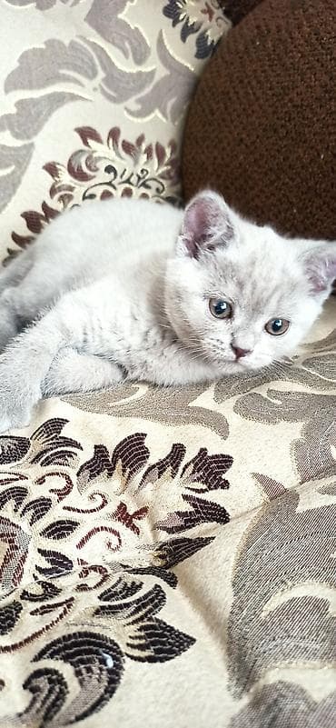 только голуби: Британский короткошёрстный котёнок девочка. карие глаза, карий носик и — 3