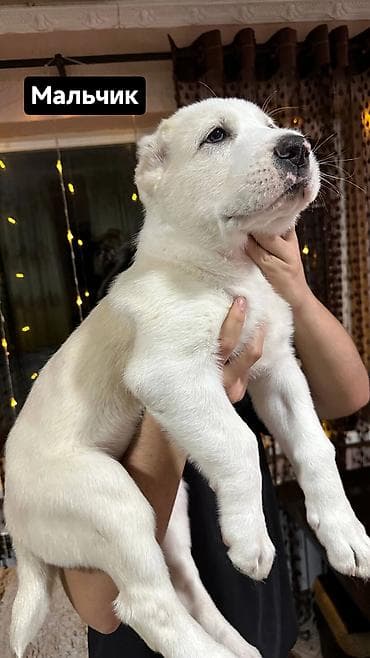 бишкек кошка: Продаются великолепные щенки алабая от чистокровных родителей с — 3