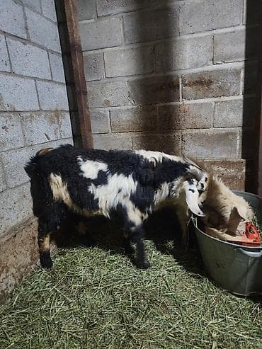 Продаю | Козлёнок | Полукровка | Для разведения