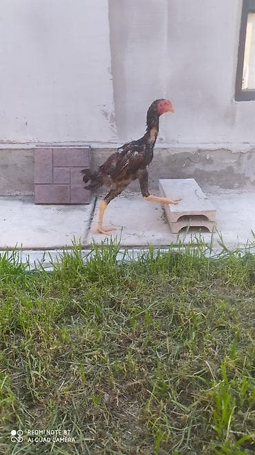 русский спаниель: Продаю | Петух | Бойцовая | Для разведения — 4