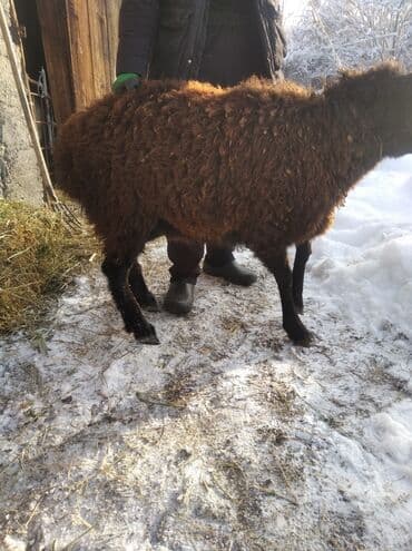 купить калифорнийского червя: Продаю | Баран (самец) | Для разведения | Кастрированные — 2