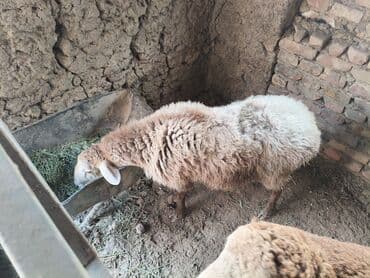 домик для кроликов: Продаю | Баран (самец) | Полукровка | На забой | Кастрированные — 1