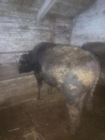 черный ангус цена: Продаю | Бык (самец) | На откорм | Привязанные — 8