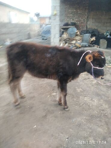 Собаки: Продаю | Тёлка | Для разведения — 1