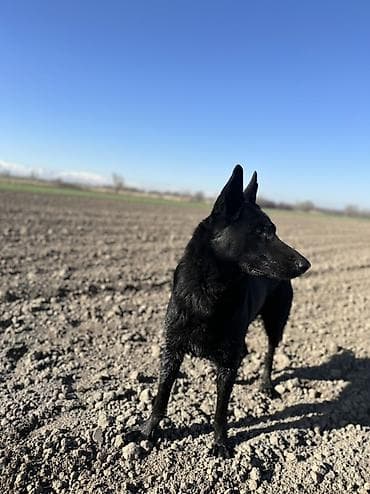 драбилка для кукуруза: Вязка Черная овчарка крупная с короткой блестящей шерстью и острыми — 4
