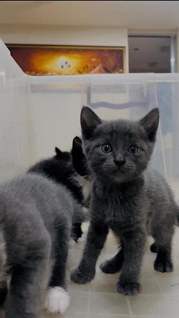 чёрные котята: Котята, помёт из 4 малышей: - Окрас: 2 чёрных, 2 серых (у одного — 3