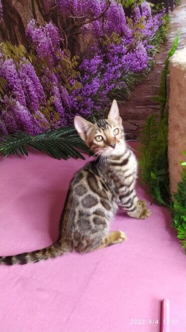 сколько стоит котенок британской золотой шиншиллы: Красивейшие Бенгальские котята 3мес девочки и мальчики. Проф питомник — 8