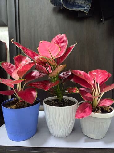 уличные растении: Шлюмбергера (декабрист, рождественский кактус) в горшке. - — 5