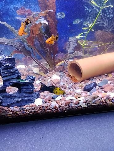 свежая форель: Продаю аквариум полный комплект+ рыбки и всё что на фото,подробнее по — 6