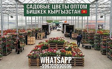 cab 30: Садовые цветы оптом Предлагается оптовая продажа рассады и цветущих — 1