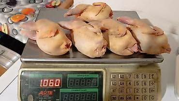 Очень полезно,мясо перепела . тушки в среднем по 0.200гр