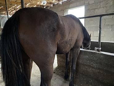 для молоко: Продаю | Кобыла (самка) | Для разведения, Для молока — 1