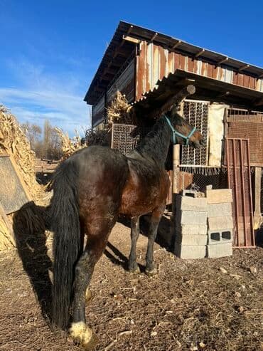 продам домик для кошки: Продаю | Кобыла (самка) | Для разведения — 7