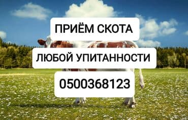 продажа щенков немецкой овчарки с документами в бишкеке: Куплю | Коровы, быки, Лошади, кони | Круглосуточно, Любое состояние, Забитый — 1