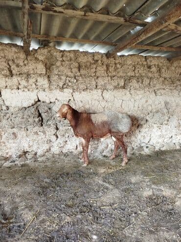 куры доминанты: Продаю | Баран (самец) | Для разведения | Племенные — 5