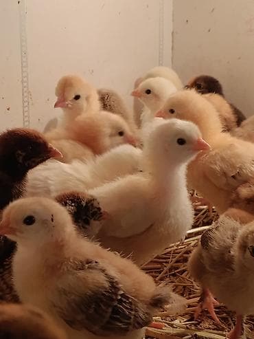 куринные лапки: Продаю | Цыплята | Для разведения — 1