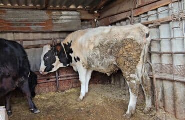 наполнитель для животных: Продаю | Тёлка | Голштин — 3