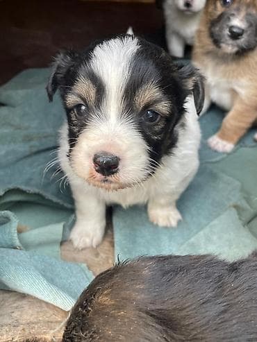 валиер для собак: Щенки дворняжки отдам даром в хорошие руки среднего размера - — 4