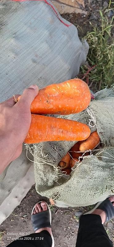новые мешки: Морковь Оптом — 5