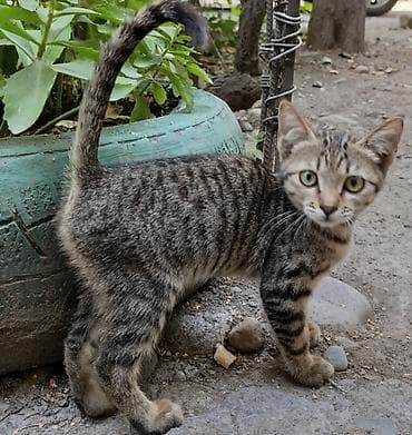 Кошка даром: Беспородная, 2 месяца, Девочка, Проглистована — 1