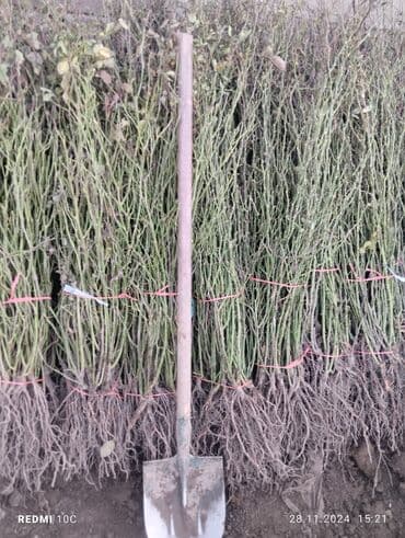 Садовые инструменты и инвентарь: Саженцы цветка: Розы — 11