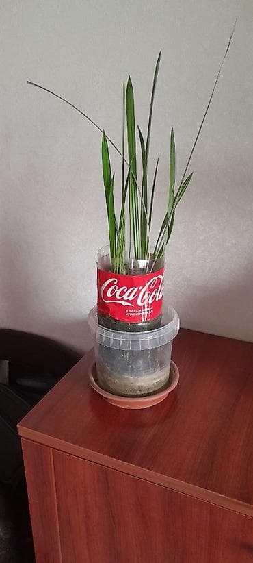 ростки пальмы: Саженцы финиковой пальмы (Phoenix dactylifera) из косточек - Домашние — 2