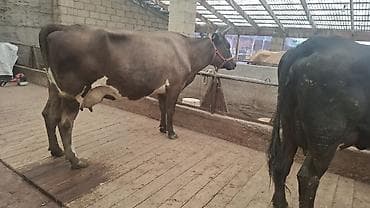 гнезда для птиц: Эки баш жакын бооз уйлар сатылат. Кара буйурса 1-2күндө тууп калат — 2