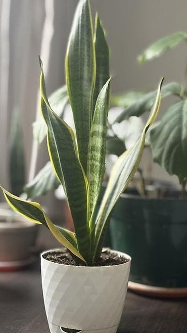 озеление: Санcевиерия (Sansevieria trifasciata, «тещин язык») в горшке. - — 2