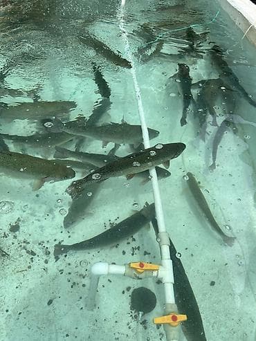 вазы бишкек: Радужный форель ыссык колдуку таза речкада багылган каалаган размерде — 2