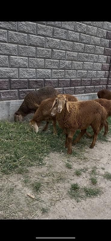 рога муйуз: Продаю | Баран (самец), Ягненок | Арашан | Для разведения — 1