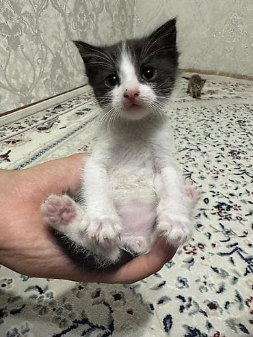 Котята, домашнее выращивание. - Окрас: один черно-белый (маска на