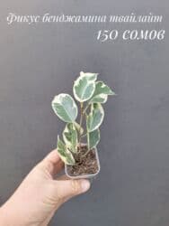 живые растения в аквариум купить: ● Комнатные растения (укоренённые черенки, молодые растения, взрослые — 12