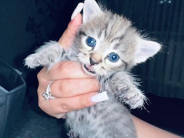 кошка белый: Котята, помет короткошёрстных серых и тигровых окрасов. Описание — 3