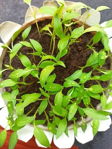 Калемпир: Рассада сладкого перца (европейский сорт). Здесь больше 50 штук. Всего — 6